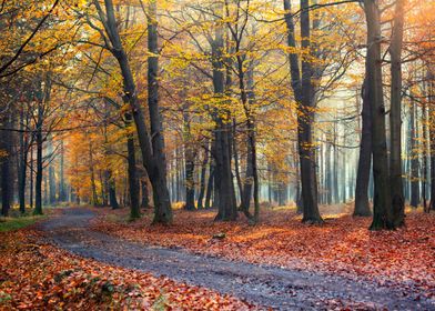 Autumn morning in forest