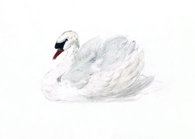 Mute swan