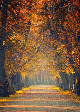 Autumn path in park Poland