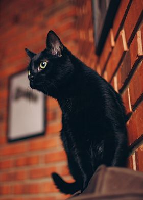 black cat exotic