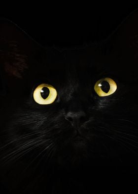 black cat eyes dark