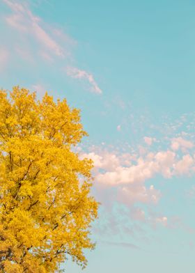 Yellow Tree in Blue Sky