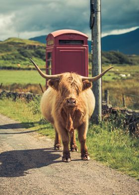 Highland Cow Isle of Mull