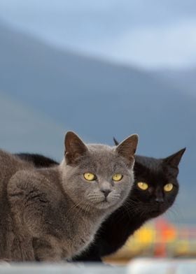 cats couple mountains