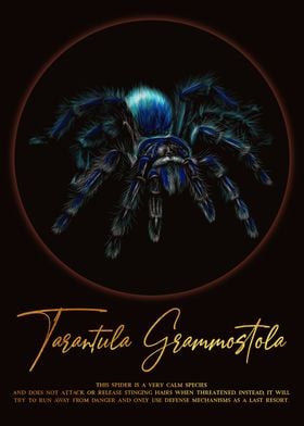 Tarantula Grammostola