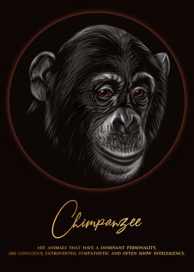 Chimpanzee