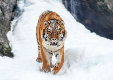 Tiger in snow