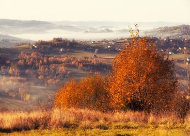 Autumn foggy landscape