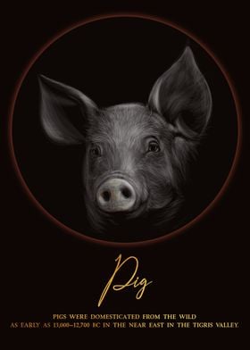 Pig