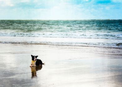 The dog by the sea