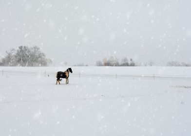 The  Winter Horse 