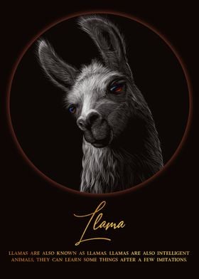 Llama