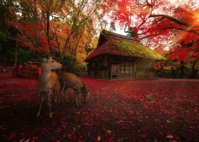 Deer walk autumn forest