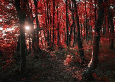 Ukraine autumn forest
