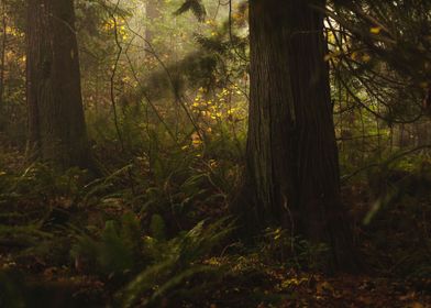 Foggy Evergreen Forest