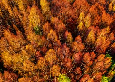 Aerial view autumn forest