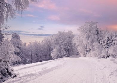 Winter road and snowy tree