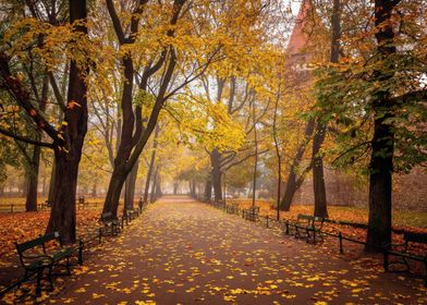 Autumn Krakow forest park