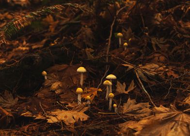 Mushrooms and Fall Foliage