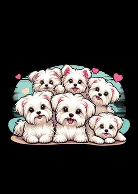 Cute Maltese Dogs