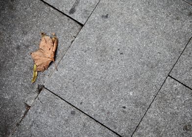 Leaf on a street