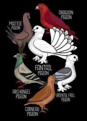 Pigeon Breeds King Pigeons