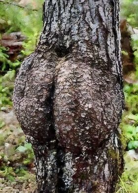 Sexy Tree Meme