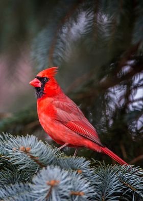 Winter Wonderland-preview-3