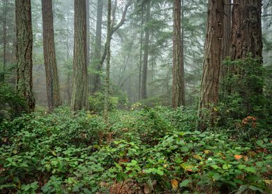 A Misty Woodland Serenade