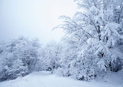 Winter frozen landscape