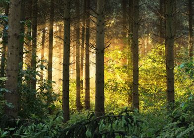 Sun rays misty forest