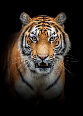 Tiger portrait