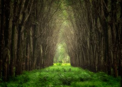 Imaginary tunnel forest