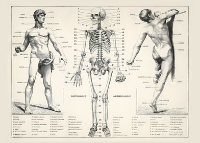 Human Body and Skeleton