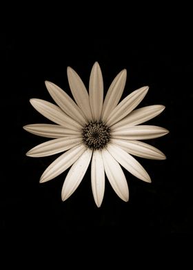 Marguerite Daisy