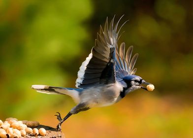 Blue Jay