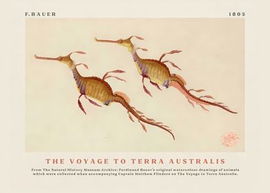 Seahorses from The Voyage