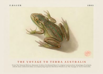 Frog from The Voyage