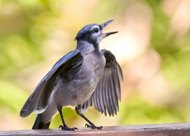 Juvenile Blue Jay