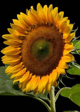 Sunflower beauty close up