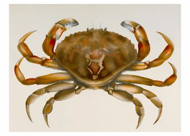 Rock crab