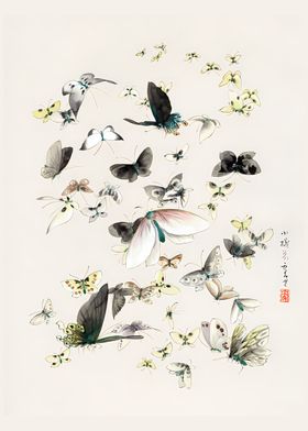 Butterflies and Moths