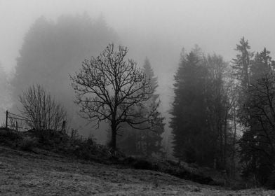black and white foggy tree