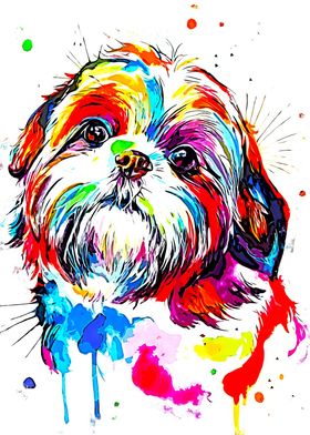 Shihtzu