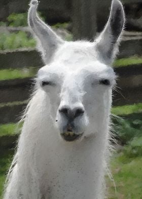 Llama Meme