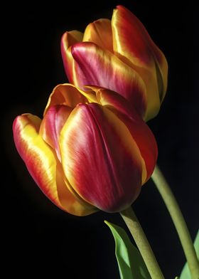 Beautiful Tulips close up