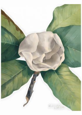 Southern Magnolia