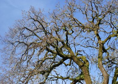 Natural dry branches 01