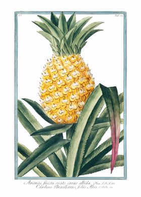 Pineapple Plant