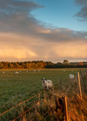 Photograph Sheep at Sunset